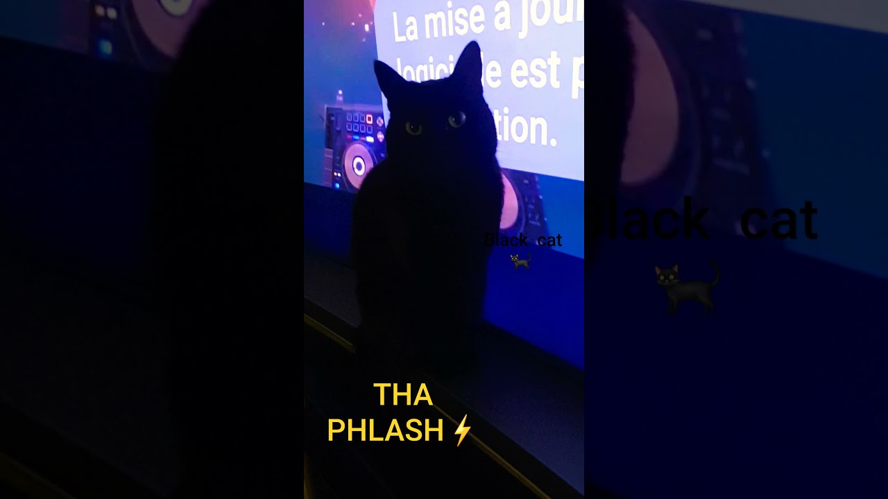 tha phlash 🐈‍⬛ and the black cat 🐈‍⬛
