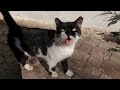 Short Tailed Tuxedo Cat Meowing With A Forked Sound Is So Cute