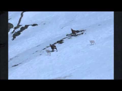 Gämsen im Naturpark ( wie erkennt man Gämsen)