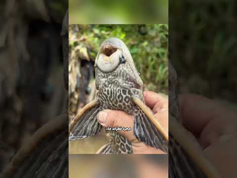 ​أخطر سمكة في الأحواض