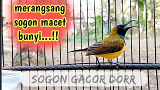 Download lagu MERANGSANG SOGOK ONTONG MACET BUNYI LANGSUNG GACOR #pancingansogokontong #sogongacor #sogokontong mp3 Download lagu MERANGSANG SOGOK ONTONG MACET BUNYI LANGSUNG GACOR #pancingansogokontong #sogongacor #sogokontong mp3