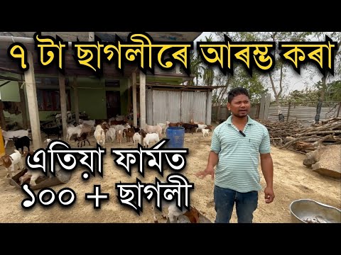 ৭ টা ছাগলীৰে আৰম্ভ কৰা ফাৰ্মত এতিয়া ১০০ + ছাগলী Goat farm in Assam।Goat farming in Assam।Goat Farm