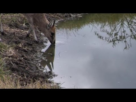 Djuma: Male Common Grey Duiker - 07:15 - 07/08/18