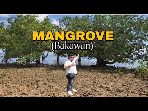 Ano ang kahalagahan ng Mangrove (Bacawan)?|Adventure|Travel Vlog