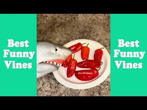 The Most Watched Shark Puppet Funny Shorts 2023