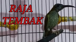 Download lagu PIJANTUNG GUNUNG GACOR NEMBAK TAJAM mp3 Download lagu PIJANTUNG GUNUNG GACOR NEMBAK TAJAM mp3