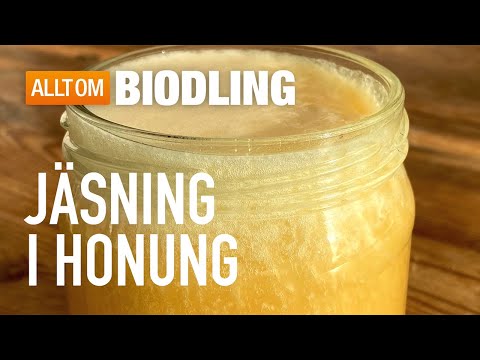 Honung som jäser | Jäst honung