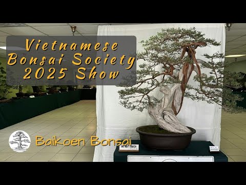 26th Annual Vietnamese Bonsai Society 2025 Show - Bonsai Exhibition/Show - Baikoen Bonsai Club