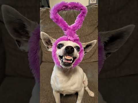 Tinky Winky, Dipsy, Laa laa, Po #teletubbies #chihuahua #dogs #funny