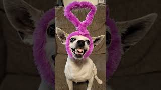 Download lagu Tinky Winky, Dipsy, Laa laa, Po #teletubbies #chihuahua #dogs #funny mp3 Download lagu Tinky Winky, Dipsy, Laa laa, Po #teletubbies #chihuahua #dogs #funny mp3