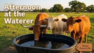 Cows Hanging Out by the Waterer | Quiet Afternoon in the Pasture 🐄💧