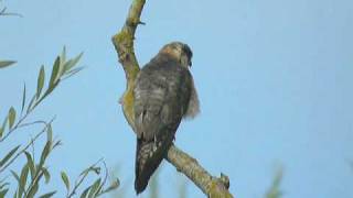 preview picture of video '25.7.10 (1) Faucon kobez (Falco vespertinus, Red-footed Falcon)'