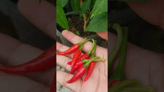 Download lagu Panen rawit mahal #caramenanamcabai #rawit #shortvideo #pyfツ #berkebun #tanamcabe #cabemahal mp3 Download lagu Panen rawit mahal #caramenanamcabai #rawit #shortvideo #pyfツ #berkebun #tanamcabe #cabemahal mp3