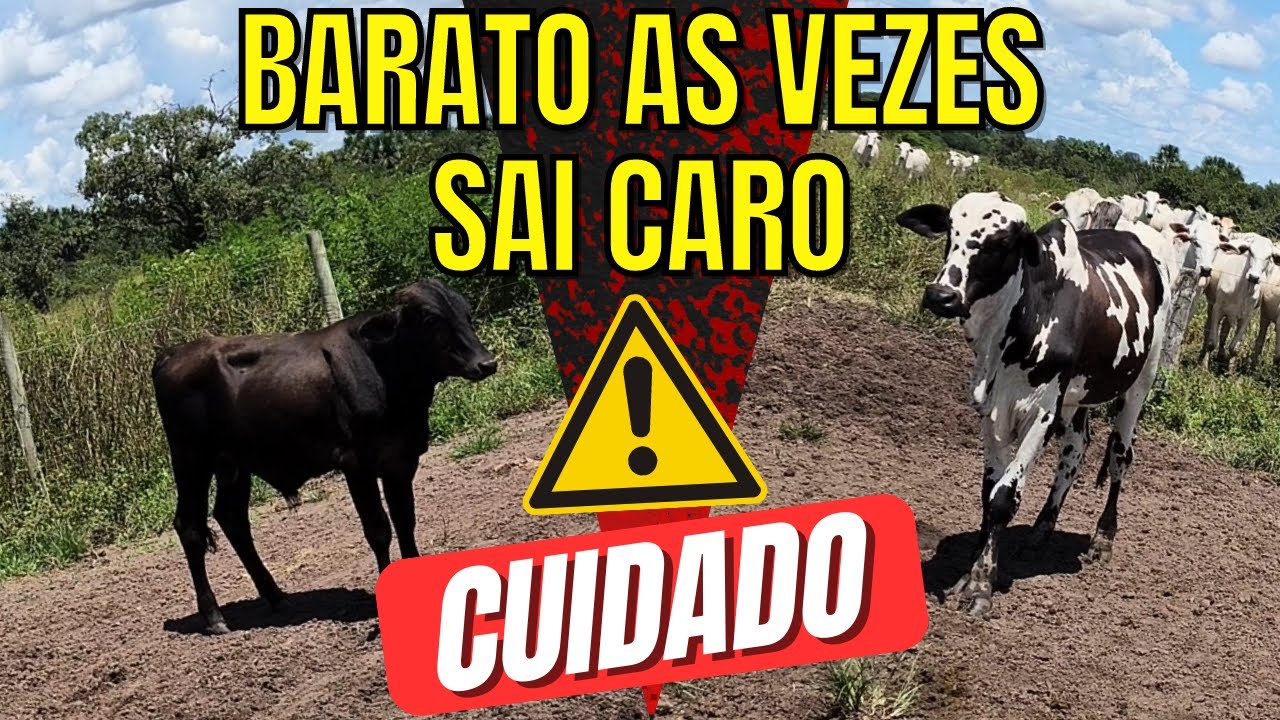 Diferença entre um Bezerro Anelorado e Leiteiro