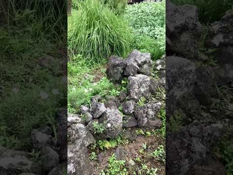 匍匐性のロックガーデンの植物: カラフルなロックガーデン用の見事な花を咲かせる常緑の多年草10本  庭園