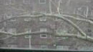 Bird on Bird Violence