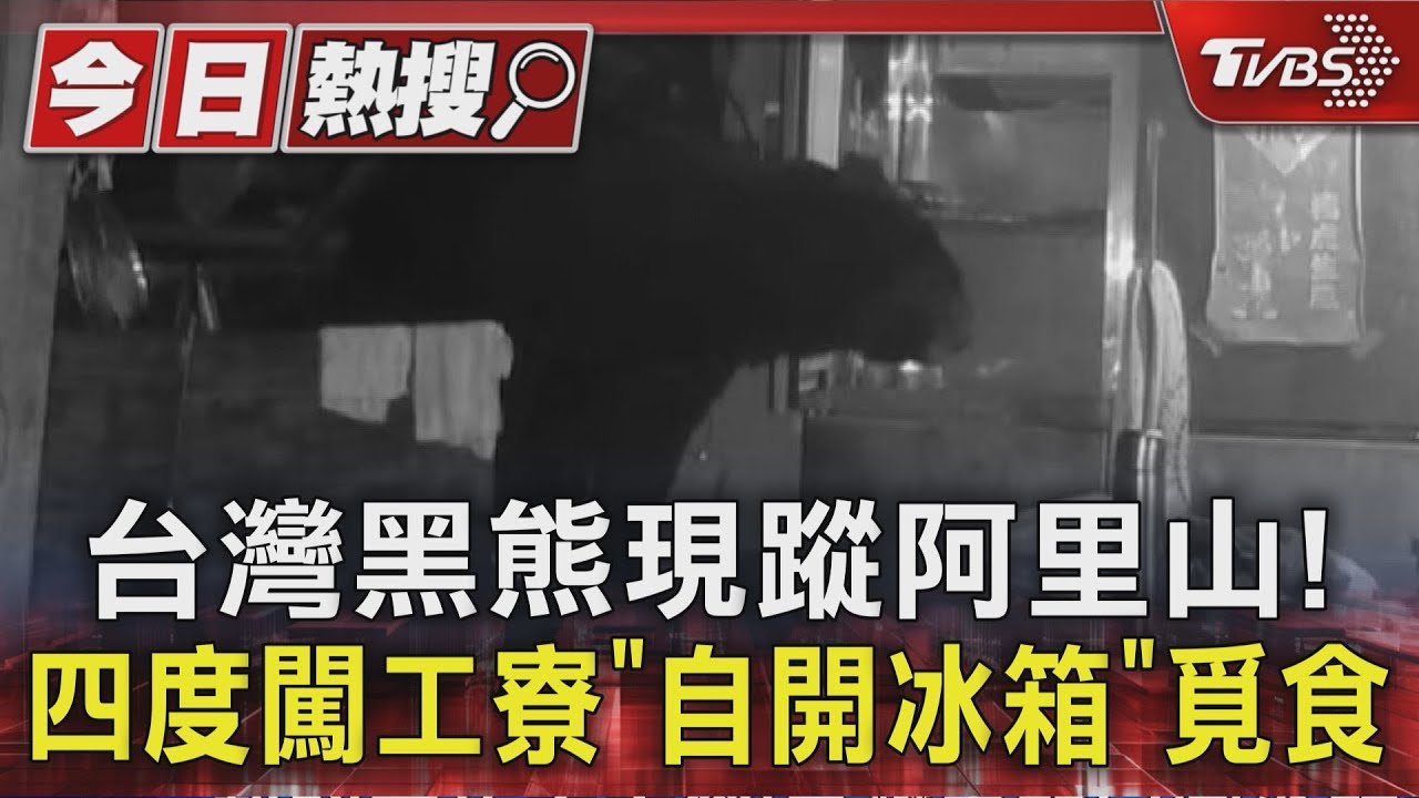台灣黑熊現蹤阿里山! 四度闖工寮「自開冰箱」覓食