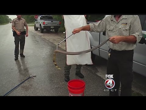 venomous snakes in FL