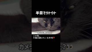 【黒猫と子猫】半目でウトウトな黒猫キキ！ひたすら遊ぶ、子猫ジジの姿がかわいい🐈💕 #子猫 #黒猫 #猫動画