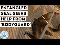 Entangled Seal Seeks Help From 'Bodyguard'