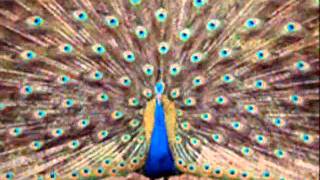 lingam cricket video.wmv