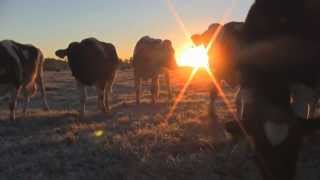 preview picture of video 'Curious Heifers'