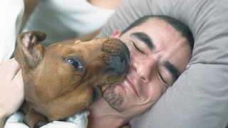 Best Funny Dogs Waking Up Owners