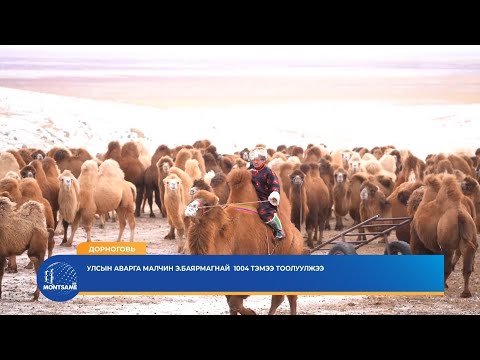 ДОРНОГОВЬ: Улсын аварга малчин Э. Баярмагнай 1004 тэмээ тоолуулжээ