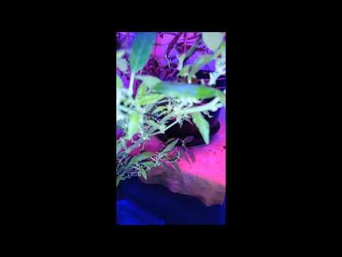 AUTOMATIKK GRAAS UND HAASCHISCH