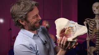 Obturator nerve anatomy