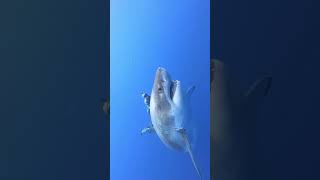 o maior tubarão branco já registrado em vídeo deep blue #shorts