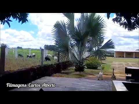 Fazenda Rio Pium - Pium Tocantins 