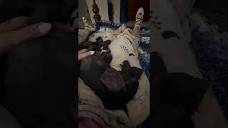 Video preview image #1 Dachshund Puppy For Sale in San Antonio, TX, USA
