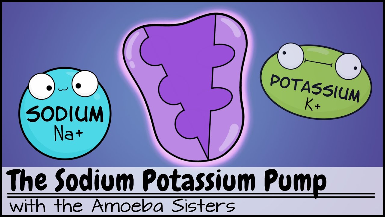 Sodium Potassium Pump