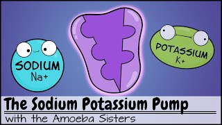 Sodium Potassium Pump