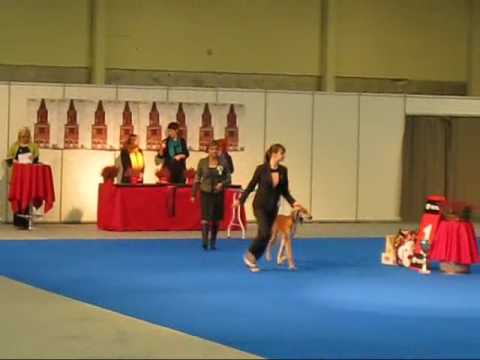 Saluki Aziz Cane Zadan, 'Potter',  BIS-4 in Turku Int'l Dog Show 2009-11-29