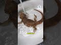 Perros, Gatos y más animales domésticos 6 Video thumbnail