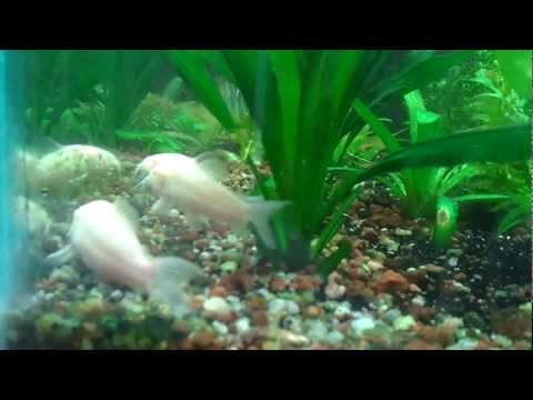 puesta corydoras albinas 1