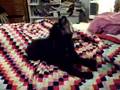 Little Sophie Wonder The Singing Dog
