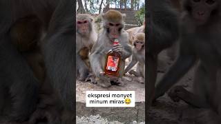 Download lagu Ekspresi lucu monyet ketika minum miras #animalshorts #monkey #shortvideo #funny #cute #monkeyvideo mp3