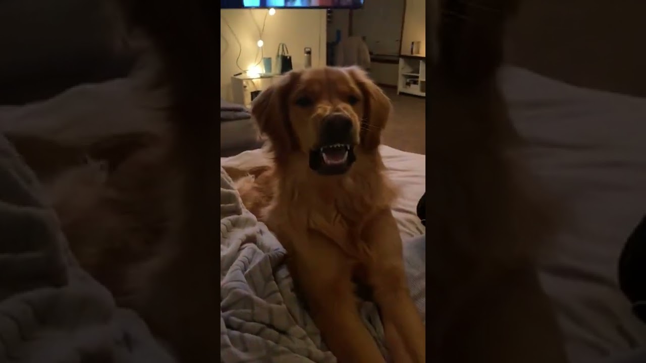 What happens if a dog eats fire lighters? Any Answer