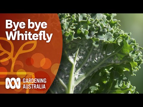 , title : 'Control whitefly with this three-pronged attack | Pest and disease control | Gardening Australia'