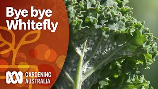 Control whitefly with this three-pronged attack | Pest and disease control | Gardening Australia
