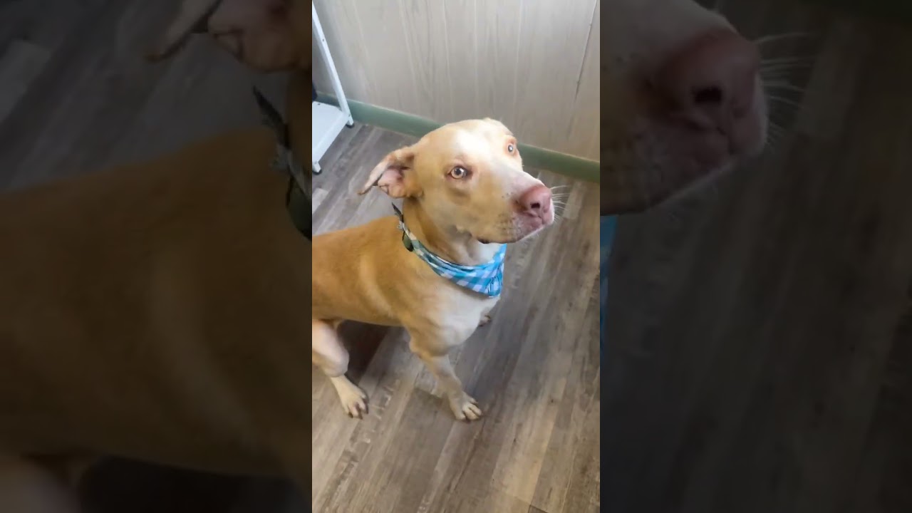 Kody 2, a ADOPTABLE Yellow Labrador Retriever in Killingworth, CT video 2/6