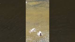 Mission Creek -Santa Barbara Foraging Part II