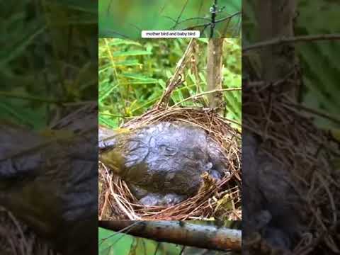 mother Bird and baby Bird ????️ बारिश में भीगते हुए बच्चे को बचाया चिड़िया ने।