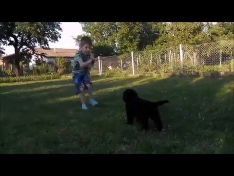 Ten Little  Newfoundland Puppies