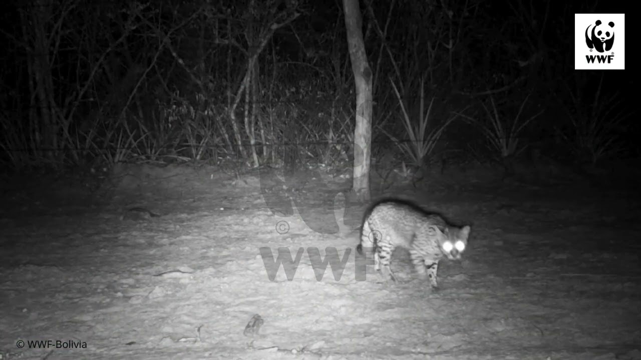 ¿Con qué nombre común conoces a este felino?