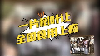 让全国食用上瘾，比槟榔更“猛”的一种树叶，正在毁掉这个国家。