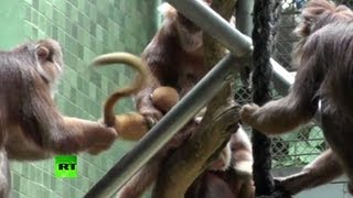 Monkey Melee: Females fight over newborn primate at Berlin Zoo